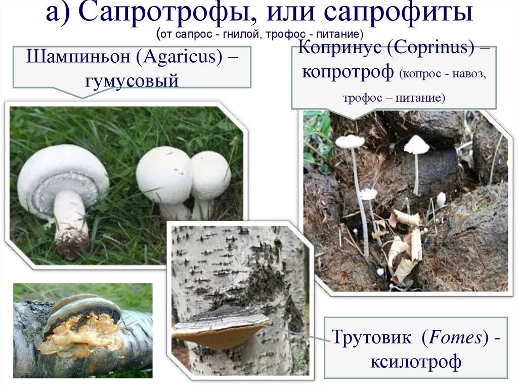 Сапротрофное питание