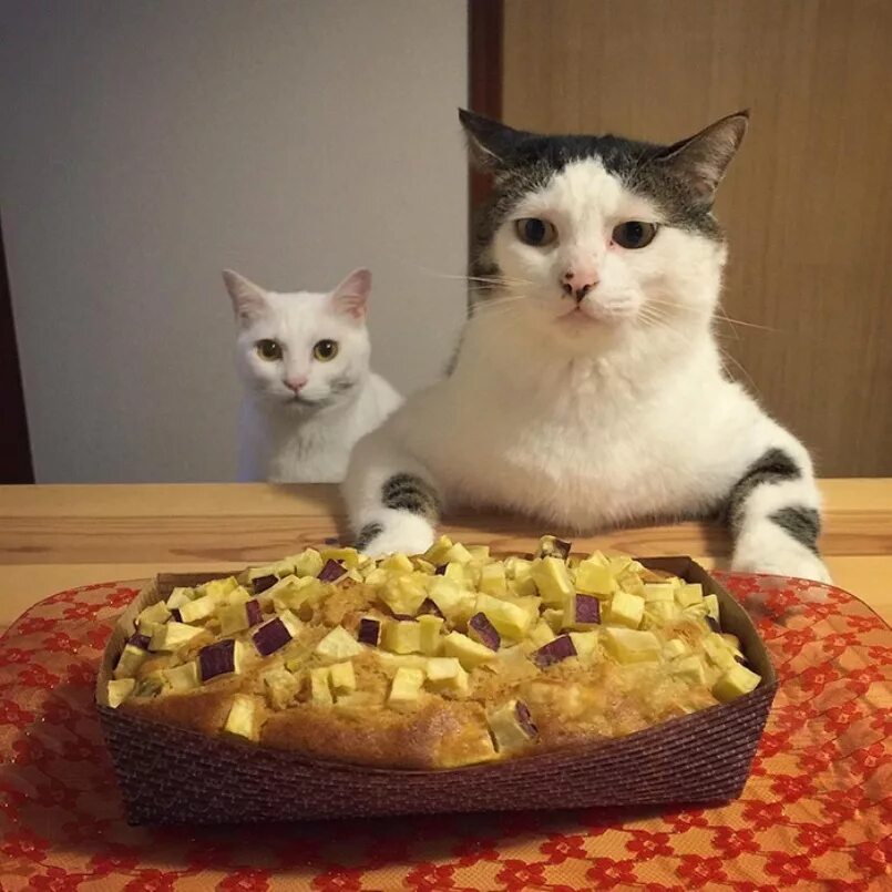 Кот еда мем. Кот с пирогом. смешные коты с едой. смешные коты кушают. кот и куча еды.