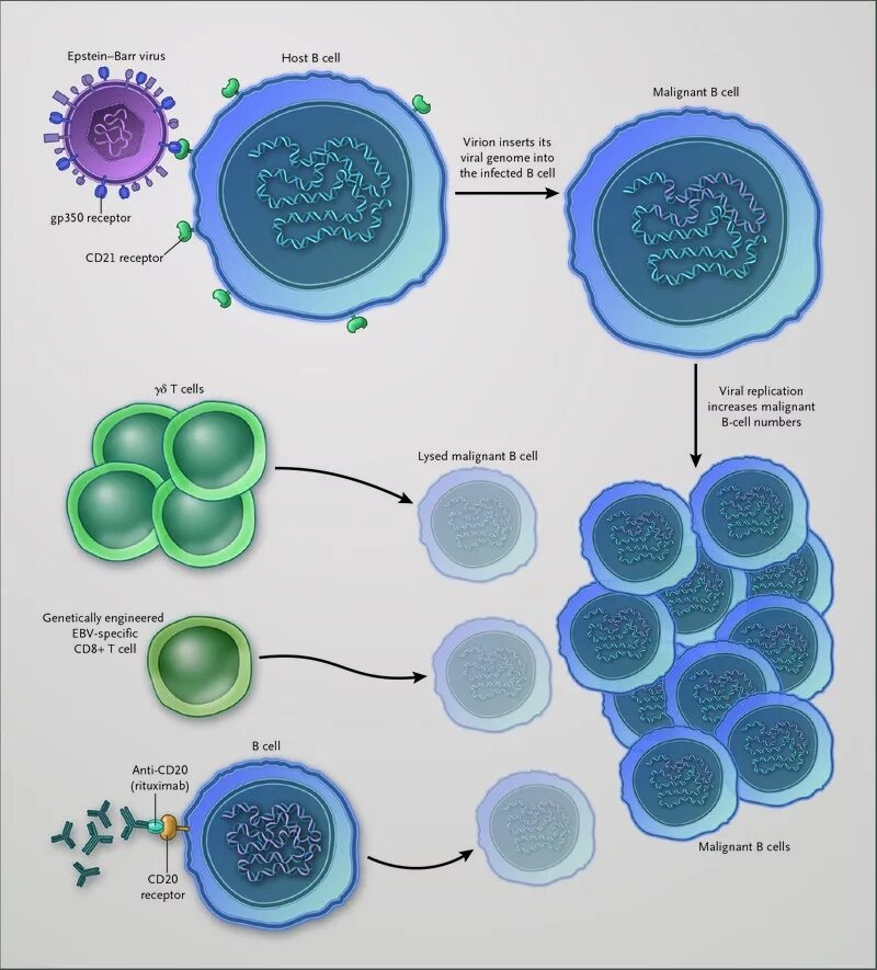 Epstein barr virus положительный. Вирус Эпштейна-Барр структура. Вирус Эпштейна-Барр эпидемиология. Вирус Эпштейна-Барр под микроскопом. Вирус Epstein Barr virus.