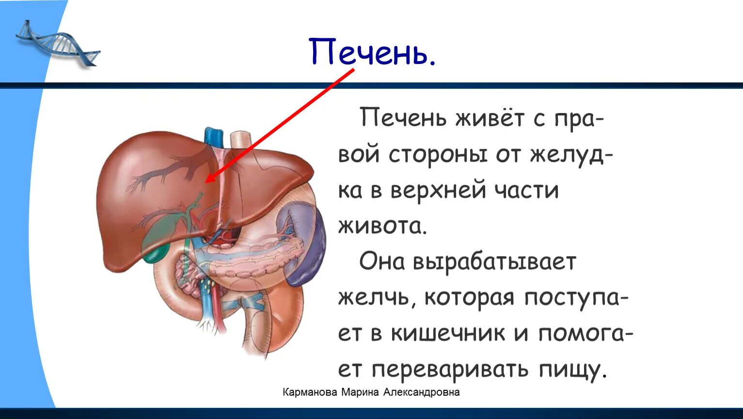 Строение печени человека. Печень человека 2 класс. Презентация как работает наш организм 3 класс