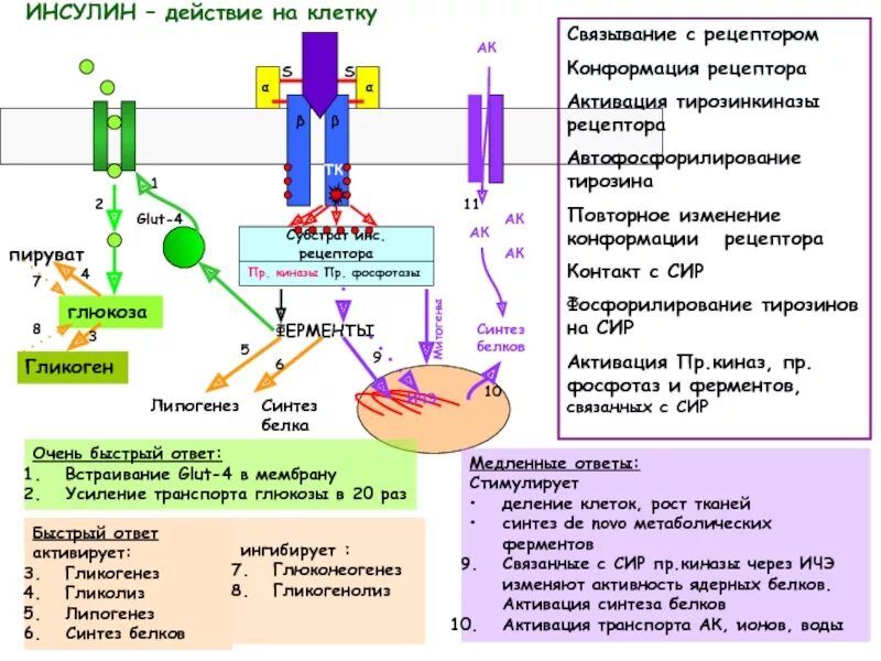 Образование в клетках растений глюкозы поглощение. Механизм действия инсулина биохимия схема. Действие инсулина на клетку схема. Схема механизма действия инсулина на клетку. Механизм действия инсулина на клетки.