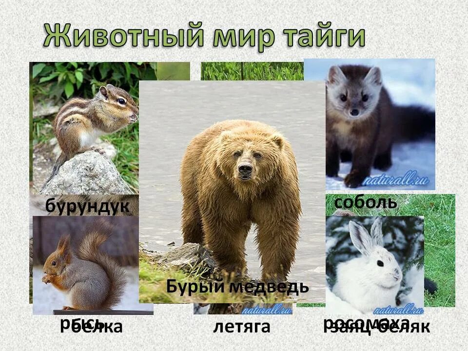 Животный мир тайги. Животный мир тайги в России. Животные обитающие в тайге. Животные тайги названия.