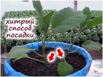 Посев баклажанов на рассаду в феврале 2024
