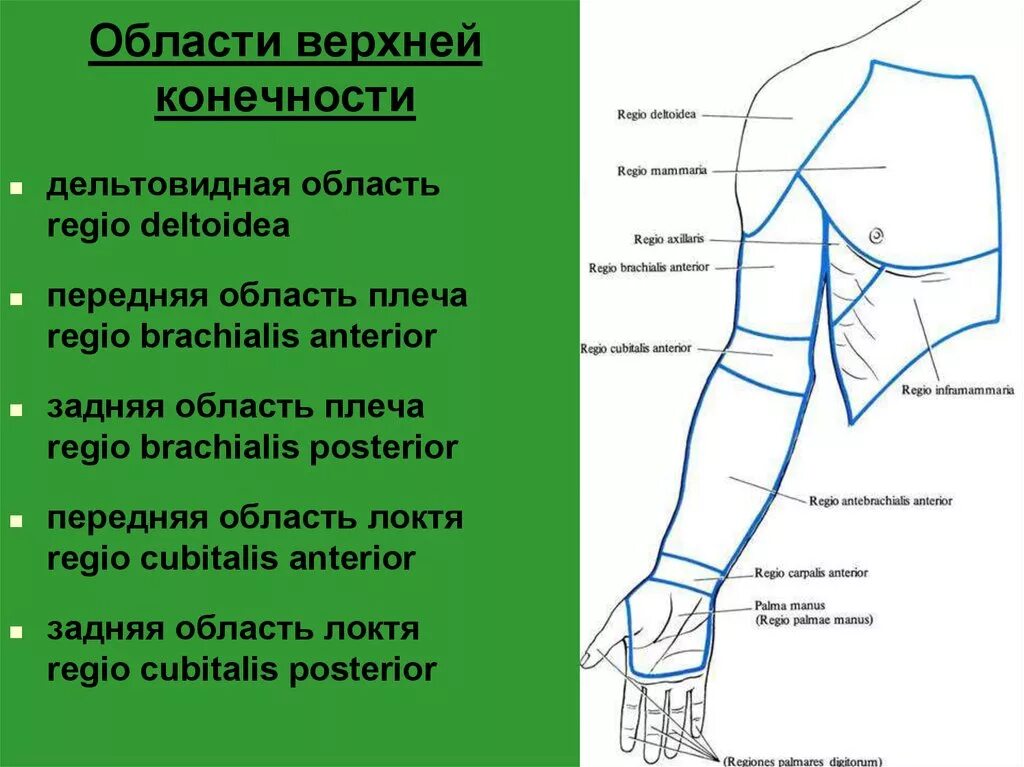 Надплечье. Области верхней конечности топографическая анатомия. Дельтовидная область верхней конечности. Границы плеча топографическая анатомия. Внешние ориентиры верхней конечности.