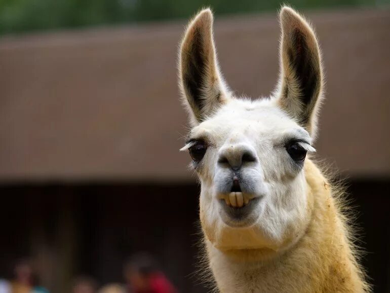 Llama2