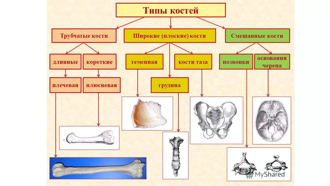 Какие кости скелета человека являются трубчатыми. Типы соединения костей скелета человека. кости скелета и их тип соединения. типы костей схема. типы соединения костей схема.
