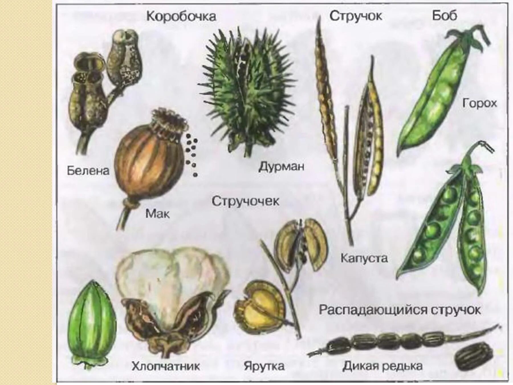 Плод какого растения является. Сухие коробочковидные плоды. сухие многосемянные коробочковидные плоды. сухие коробочковидные плоды 6 класс биология. сухие коробочковидные плоды стручок.