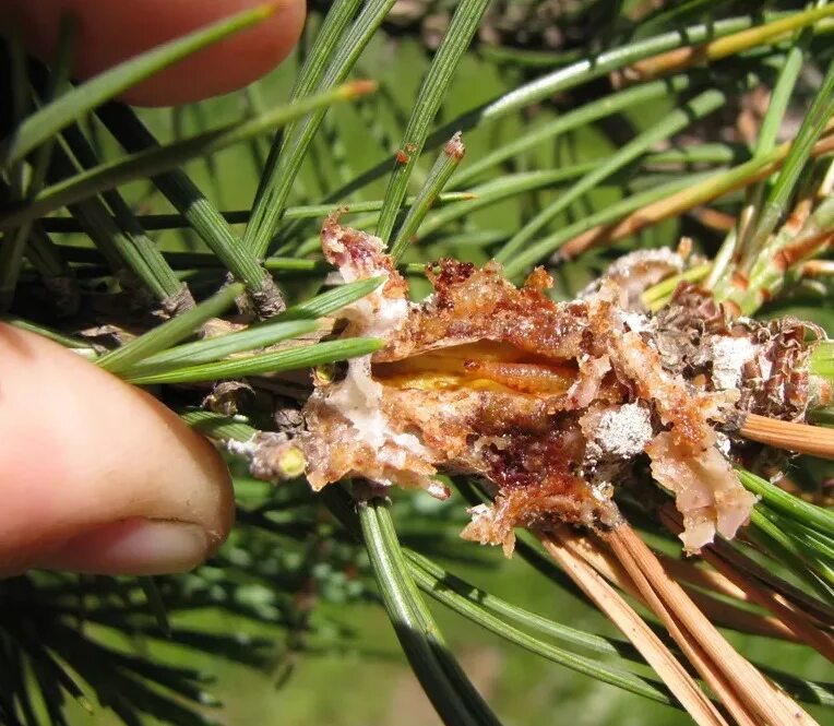 Red pine Forest Time
