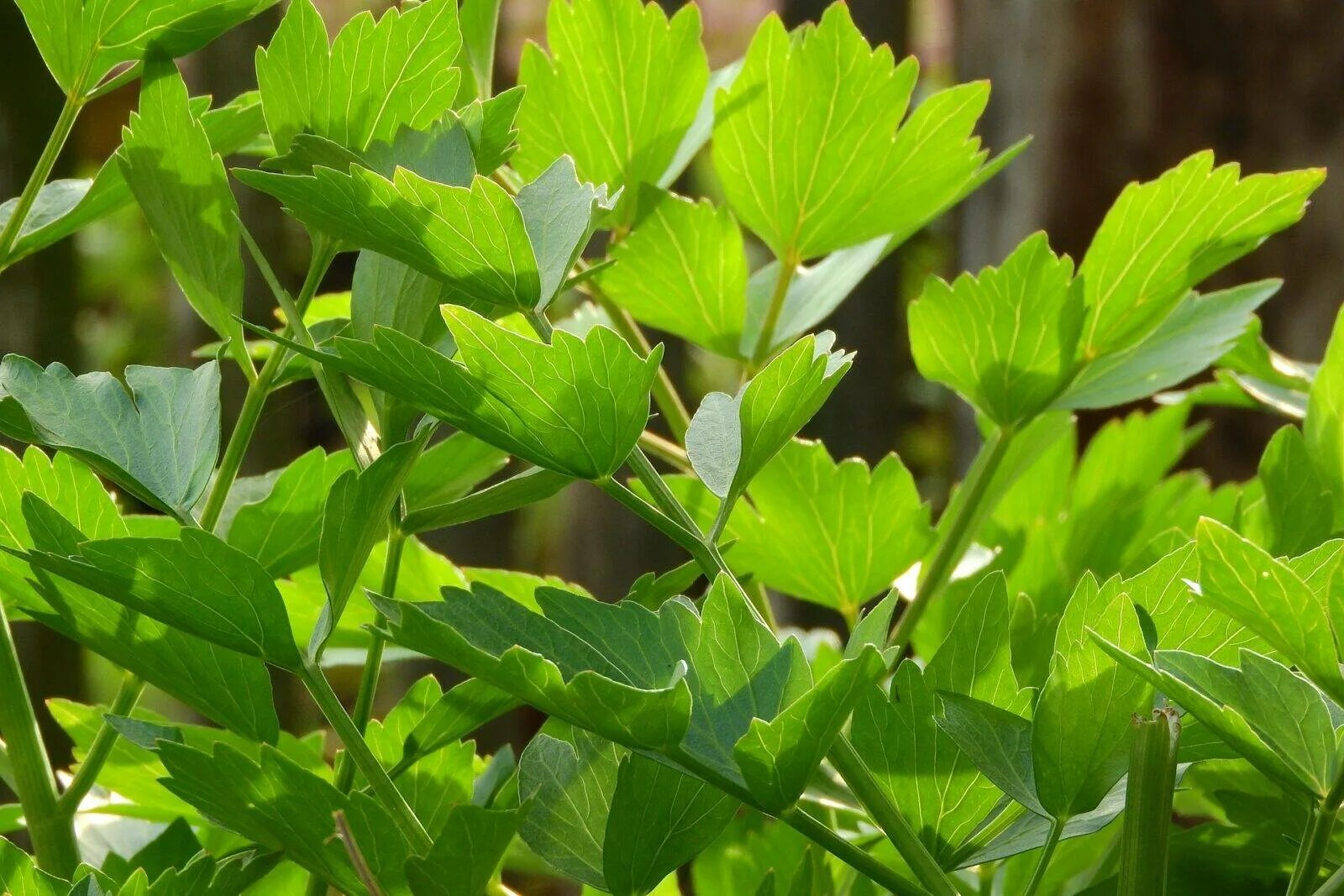 Любисток Levisticum. Любисток (Levisticum officinale) семена. Дикий сельдерей Любисток. Пряная трава Любисток. Любисток лекарственный применение