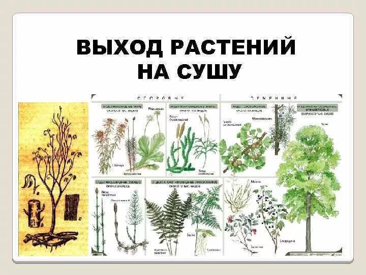 Эволюция наземных растений. Выход растений на сушу схема. Эволюция высших растений. В каком периоде появляются растения