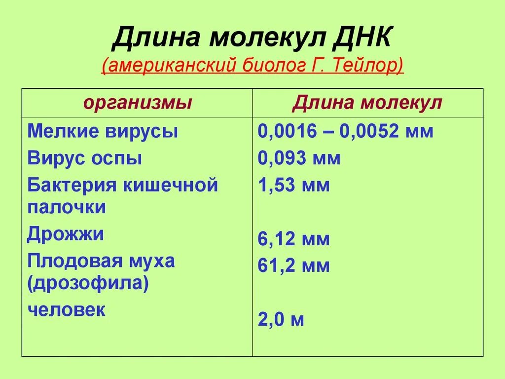 Выберите признаки молекулы днк. Длина молекулы ДНК. Размер молекулы ДНК. Длина молекулы ДНК человека. Размеры молекулы ДНК У человека.