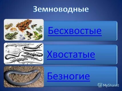 Многообразие земноводных 7 класс