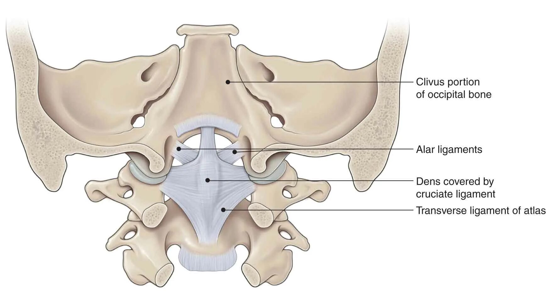 Связки атланто затылочного сустава. Атланто затылочный сустав анатомия. Атланто-затылочный сустав мыщелки затылочной кости. Фиксирующий аппарат атланто затылочного сустава.