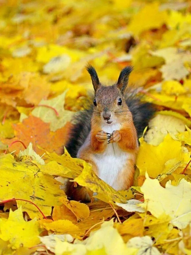 Позитивные осенние картинки. Животные осенью. Осень белка. Осень звери. Животные в листве.