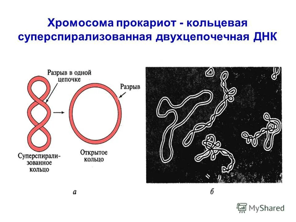 Имеется кольцевая хромосома. ДНК прокариот двухцепочечная. ДНК В прокариотической клетке. Хромосомы прокариот. Кольцевая молекула ДНК У прокариот.