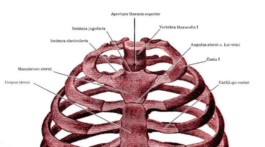 Ребра человека. Расположение ребер у человека. Нумерация ребер грудной клетки человека. Строение мужских ребер.