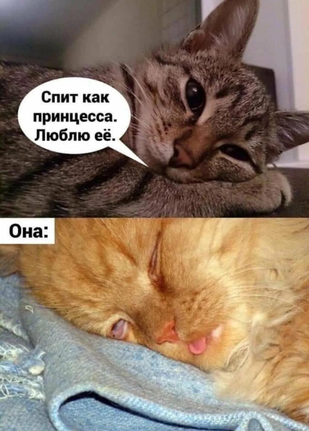 Мемы с котиками. Кот Мем. Мемы с котами и надписями. Шутка про спящую кошку. Поспи со мной