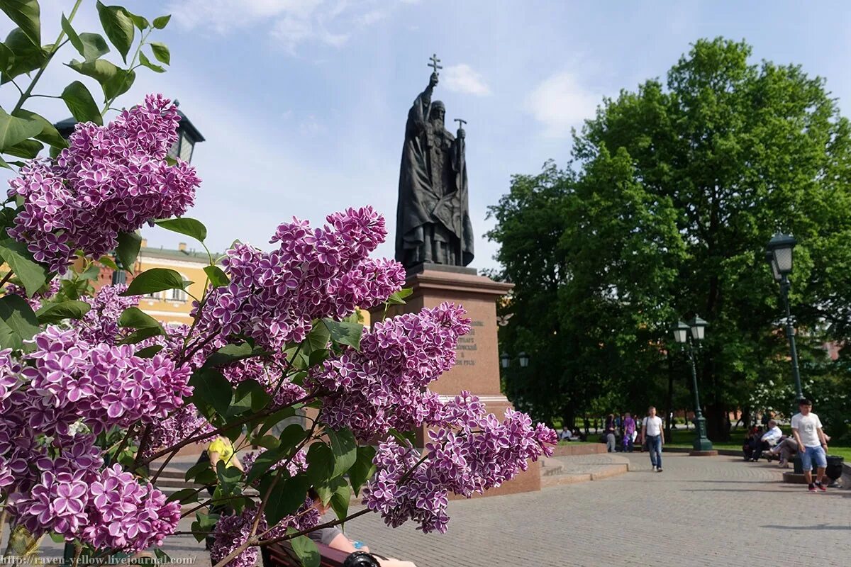 Площадь сирени. Сирень обыкновенная защитникам Бреста. Александровский сад Москва сирень. Сирень обыкновенная Капитан Гастелло.