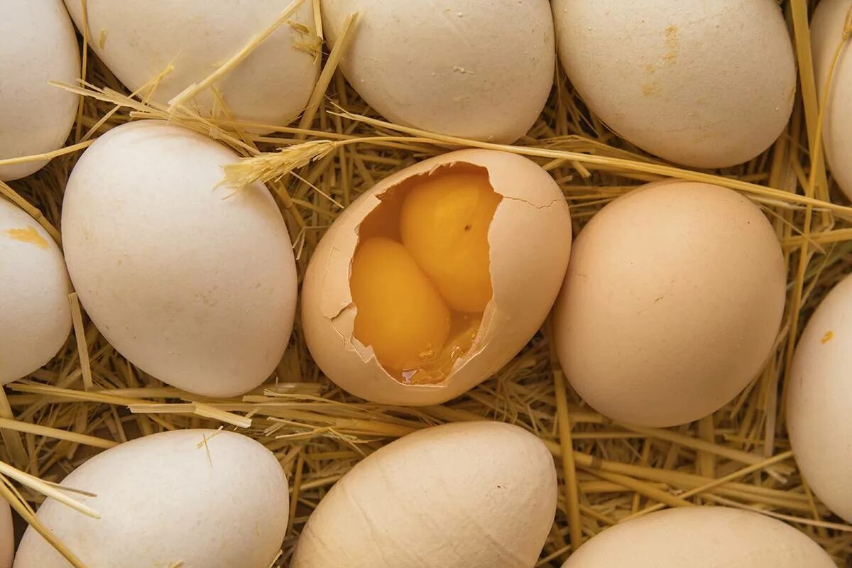 Яйцо 1 клетка. Двухжелтковые яйца. Яйцо куриное. Яйцо домашнее куриное. Курица с яйцами.