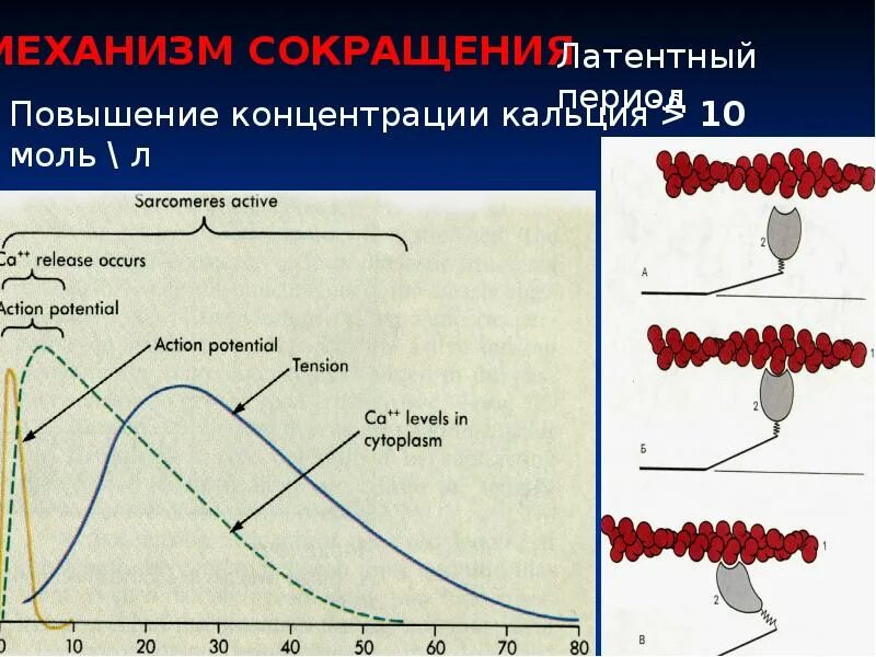 Латентный период. Латентный период физиология. Что значит латентный период. Физиология мышц презентация. Латентный человек простыми