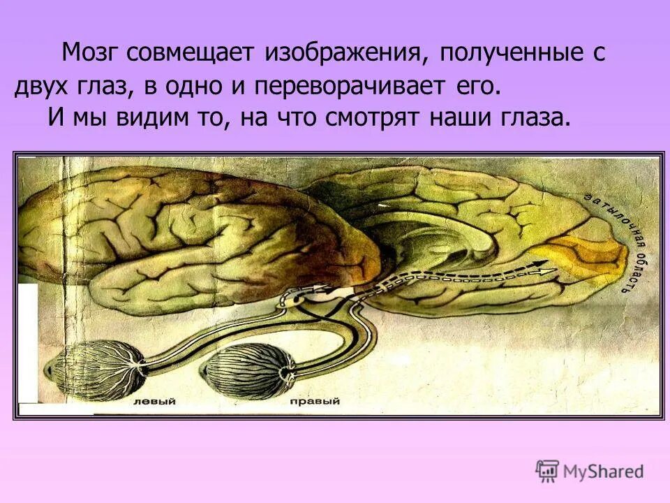 Не видим но необходим. Получение изображения в мозгу глаза. Совмещение картинки с глаз мозгом. Мозг собирает картинки от двух глаз. Мозг человека мир природы 4 класс.