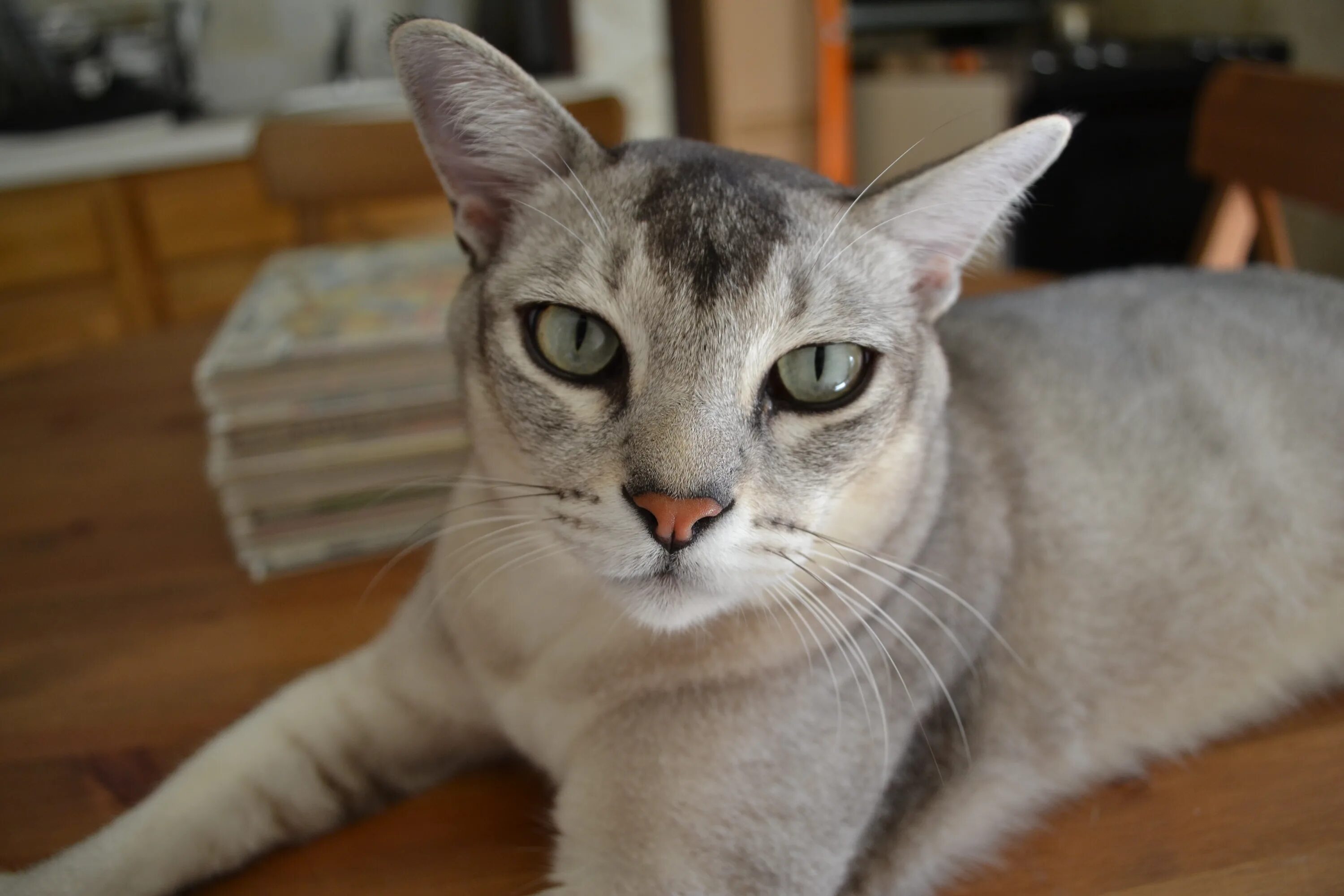 Порода кошек 7. Бурмилла кошка. Бурмилла кошка короткошерстная. Бурмилла (азиатская). Бурмилла голубая.