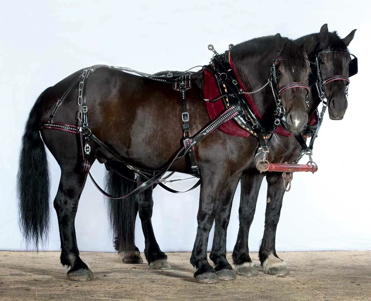 Хомут для лошади. У лошади хомут а у вола кроссворд. Принадлежности для запряжки лошади названия. Вожжи это. Строение упряжи для лошадей.