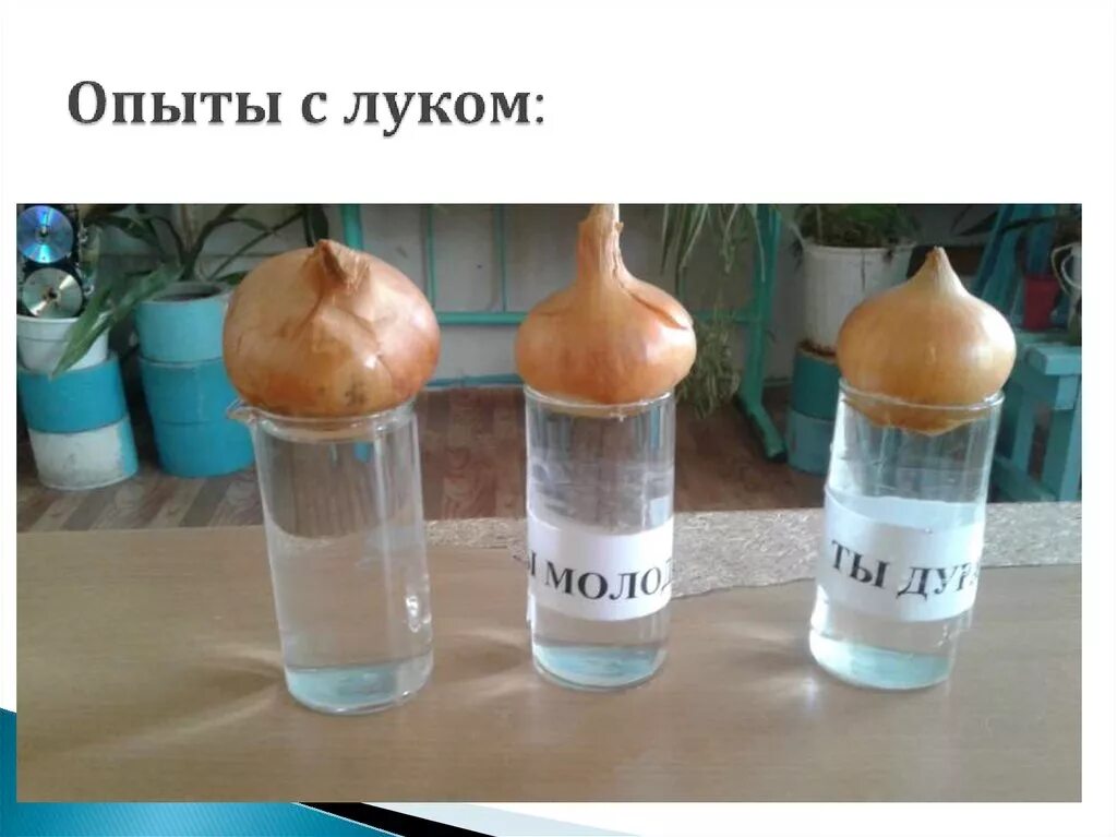 Лук эксперимент по биологии 5. Эксперимент луковица в воде. опыт с луковицей. эксперимент с луковицей. эксперимент лук и стакан с водой.