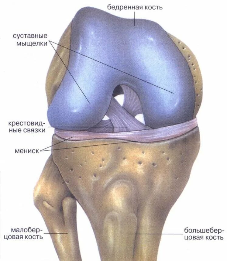 Медиальный мениск коленного сустава анатомия. Мениски коленный сустав анатомия человека. Мениски коленного сустава анатомия разрыв. Коленный сустав строение мениск.