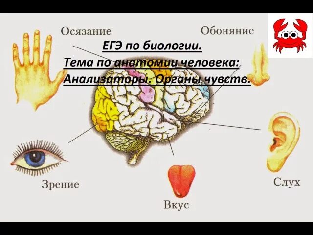 Тест по теме органы чувств анализаторы. Анализаторы человека. Анализаторы органы чувств. ЕГЭ биология анализаторы человека. Анализаторы органы чувств анатомия человека.