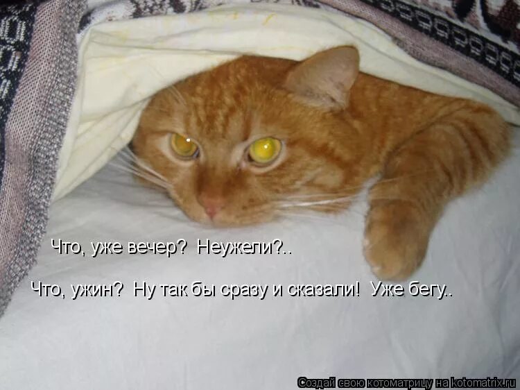Неужели она неужели моя. Неужели это все. Котоматрица сметана. Неужели картинка смешная. Неужели она неужели моя.