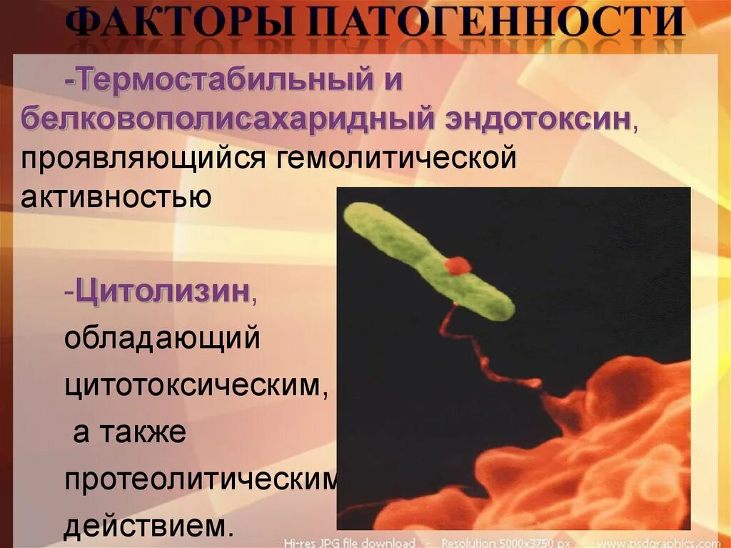 К какой группе патогенности отнесен ковид. Гемолитические и негемолитические стрептококки. Стрептококки эндотоксин. Стрептококки факторы патогенности. Стрептококки гемолитическая активность.