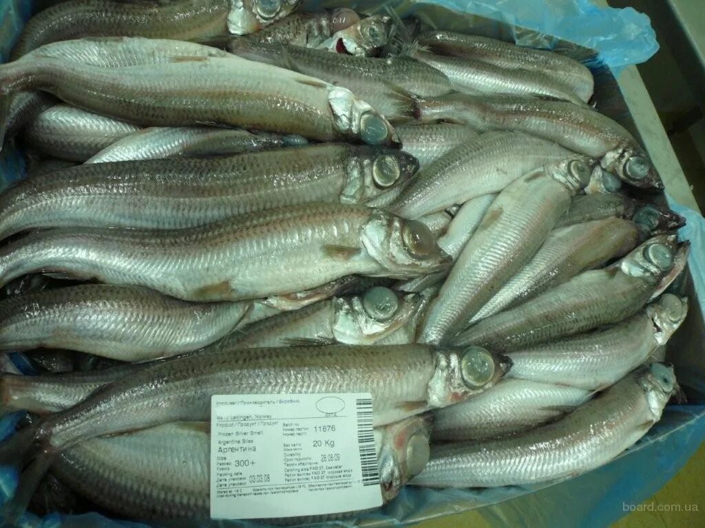 Корюшка свежемороженая аргентина. Аргентина рыба замороженная. Рыба аргентина неразделанная. Рыба аргентина фото. Рыба аргентина.