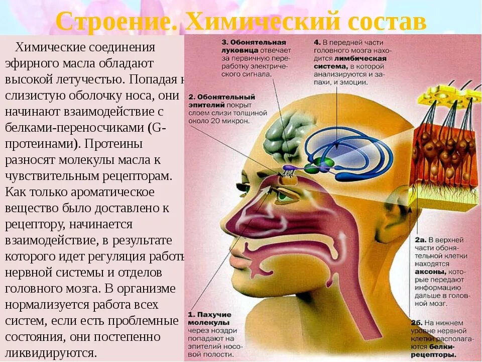 Обонятельная чувствительность. Обонятельный нерв анализатор. Расположение рецепторов обонятельного анализатора. Строение обонятельной системы человека. Обонятельный анализатор Рецептор нерв.