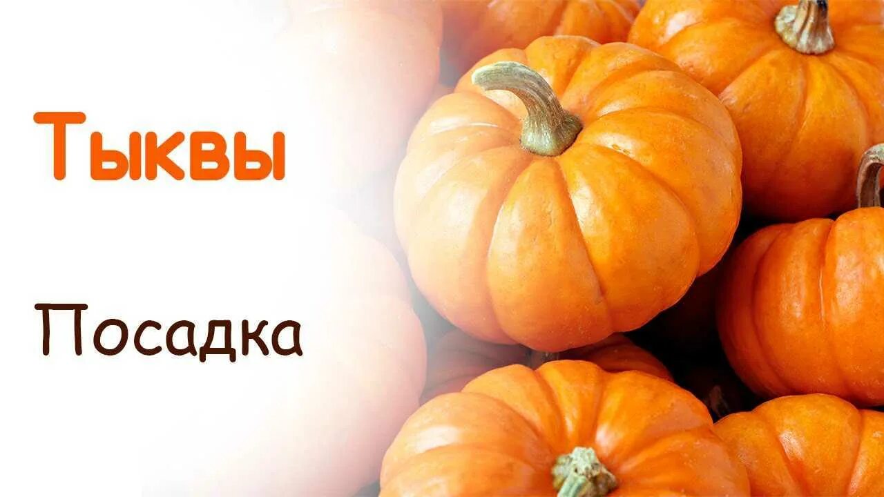 Высадка тыквы. Посадка тыквы. Посадка тыквы в открытый грунт семенами. Тыква и кабачки в открытый грунт. Выращиваем тыкву в открытом грунте.