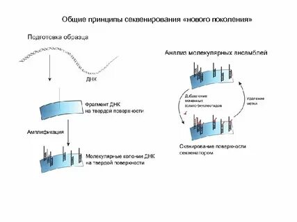 Полноэкзомного секвенирования