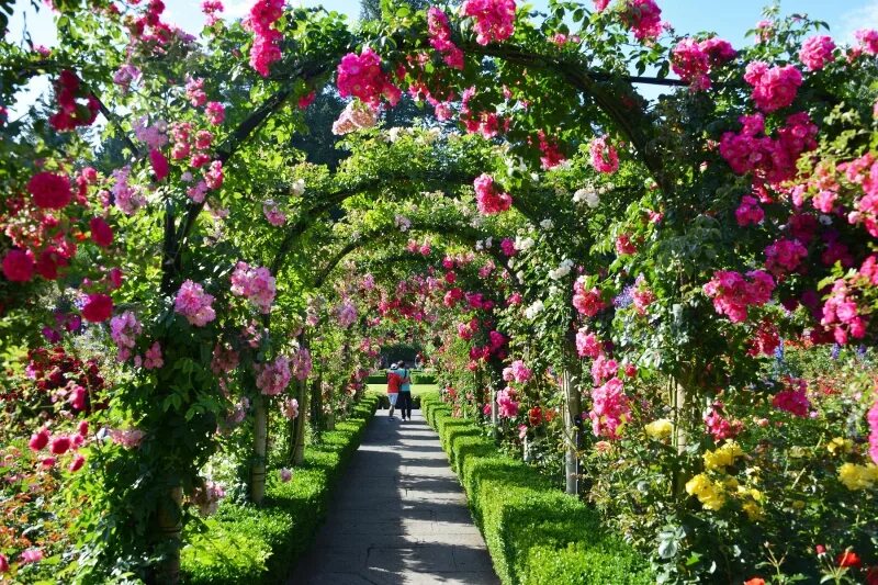 Розовый сад 2. Розовый сад у библиотеки хантингтона. Розовый сад 2. "сады бутчартов (the butchart gardens) ванкувер, канада. Розовый сад 2.