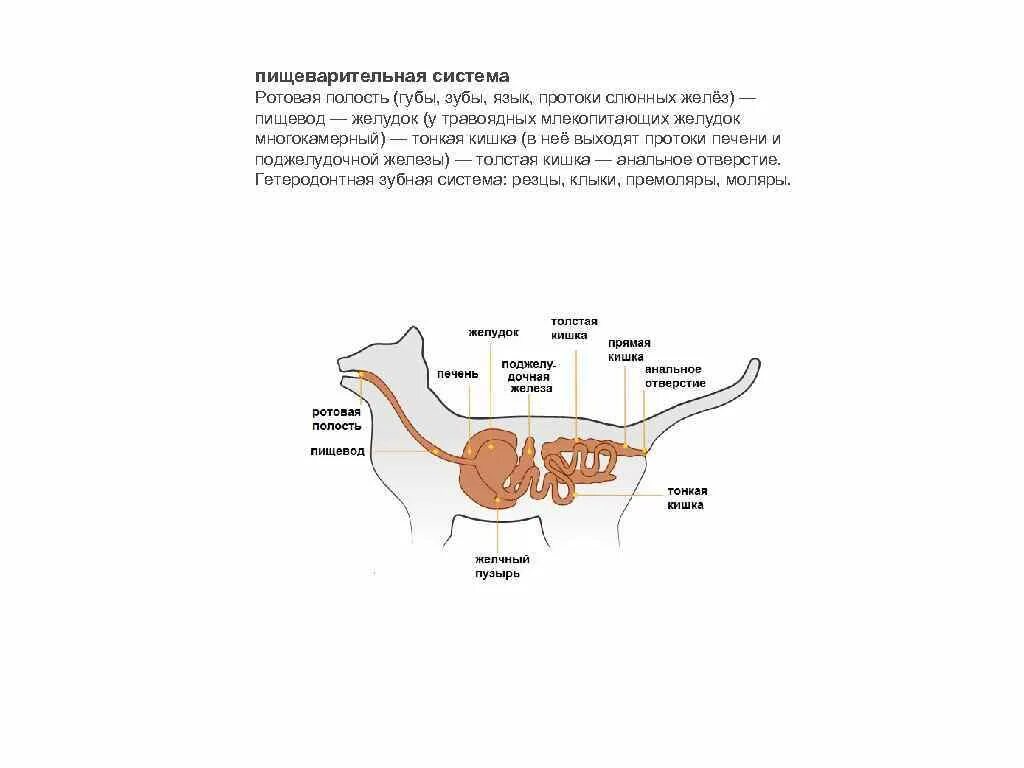 Из каких отделов состоит пищеварительный тракт млекопитающих. Пищеварительная система человека ротовая полость слюнные железы. Пищеварительная система слюнные железы. Пищеварительная система млекопитающих. Система пищеварения травоядных.