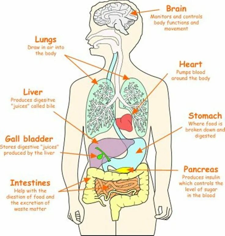 Human organs. Внутренние органы. Внутренние органы на английском. Внутреннее строение человека на английском. Анатомия и внутренние органы английский.