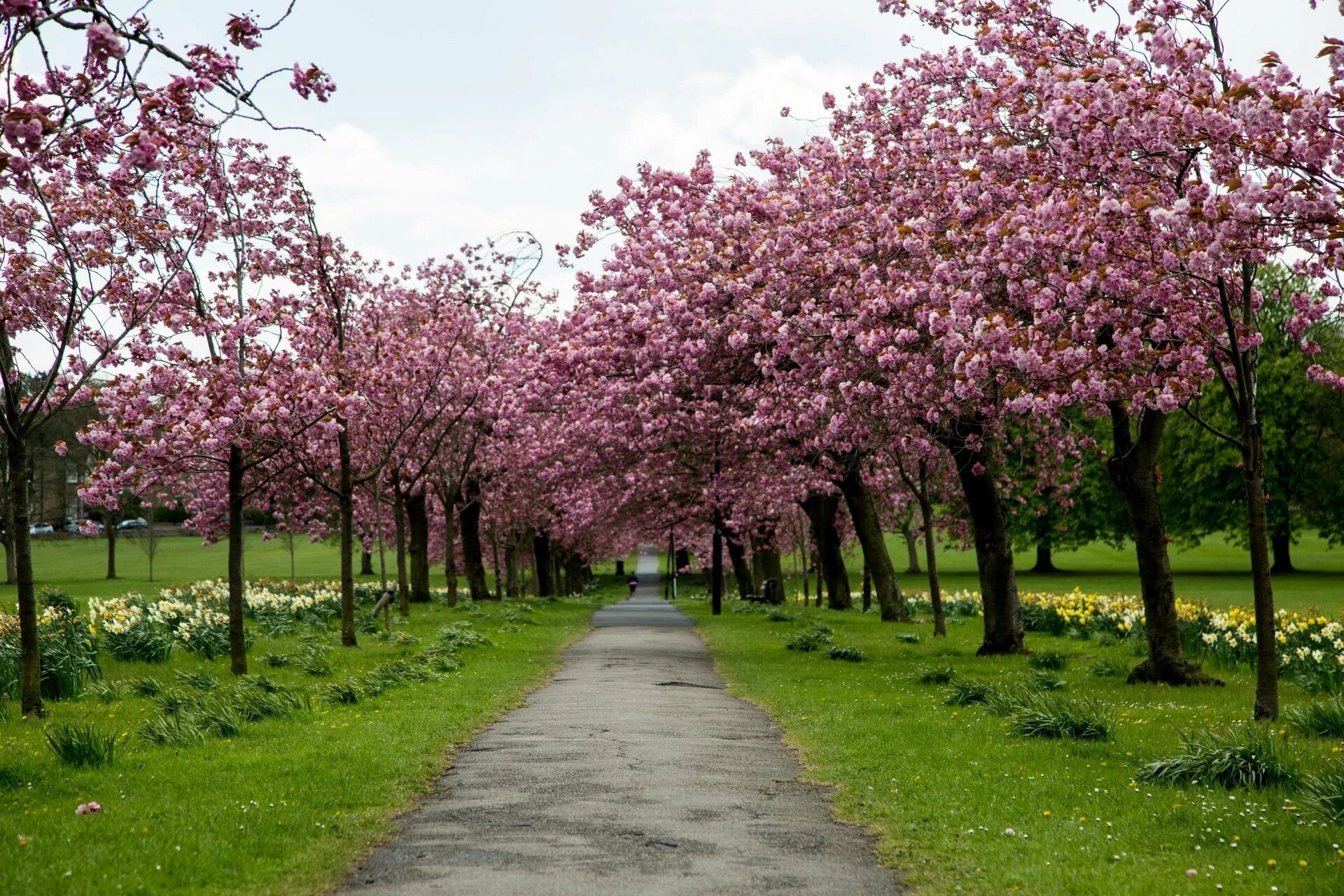 Цветение Сакуры парк. Цветущий Черешневый сад. Черешневый сад цветение. Сакура парк Новосибирск. Сакура цветет в саду