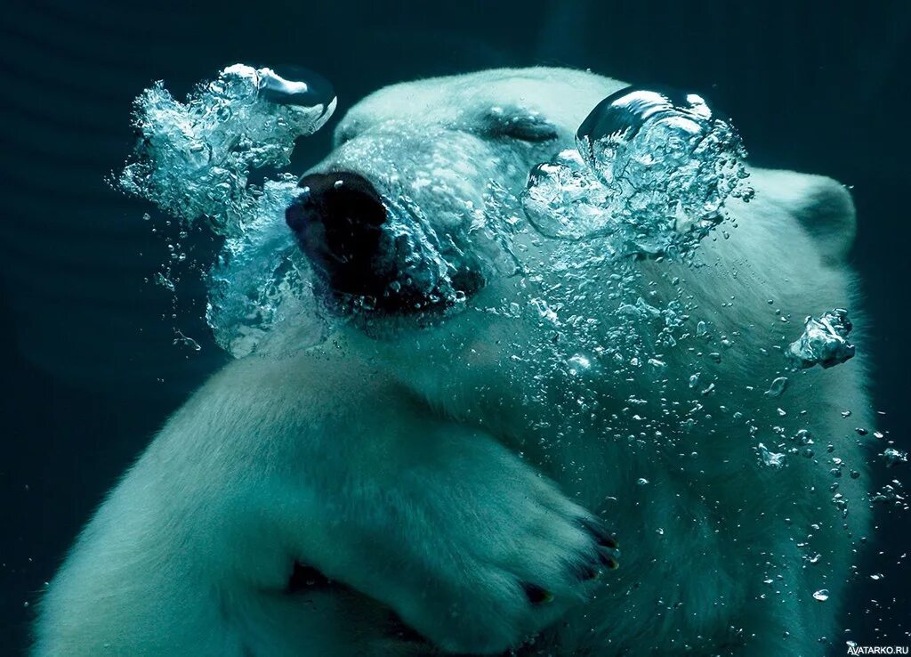 Звери под водой. Животные под водой. Белый медведь в воде. Белый медведь под водой. Медведь под водой.