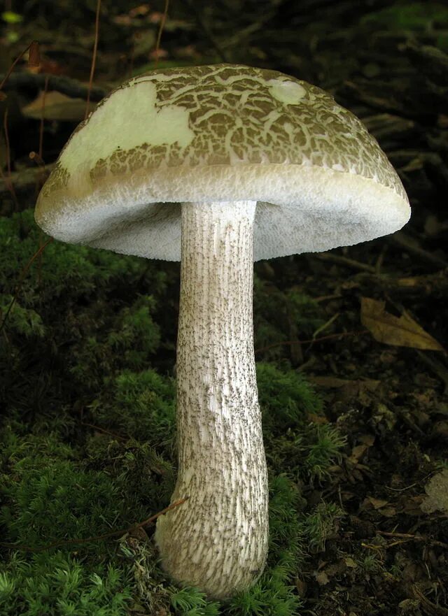 Подберезовик трубчатый гриб. Leccinum albellum. Гриб бабка. Leccinum alaskanum.