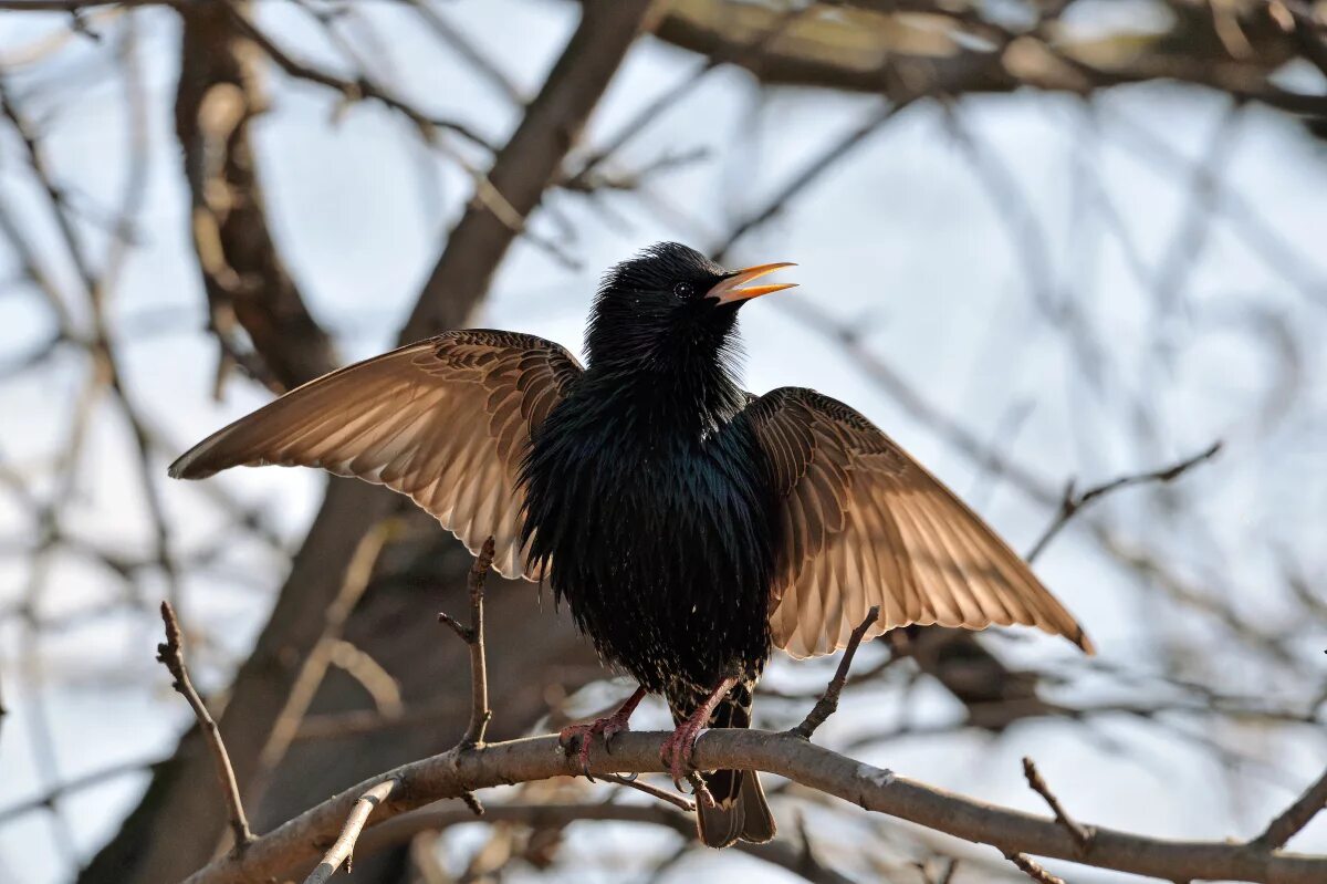 Черная птица весной