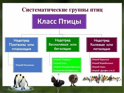 Систематическая группа ивы