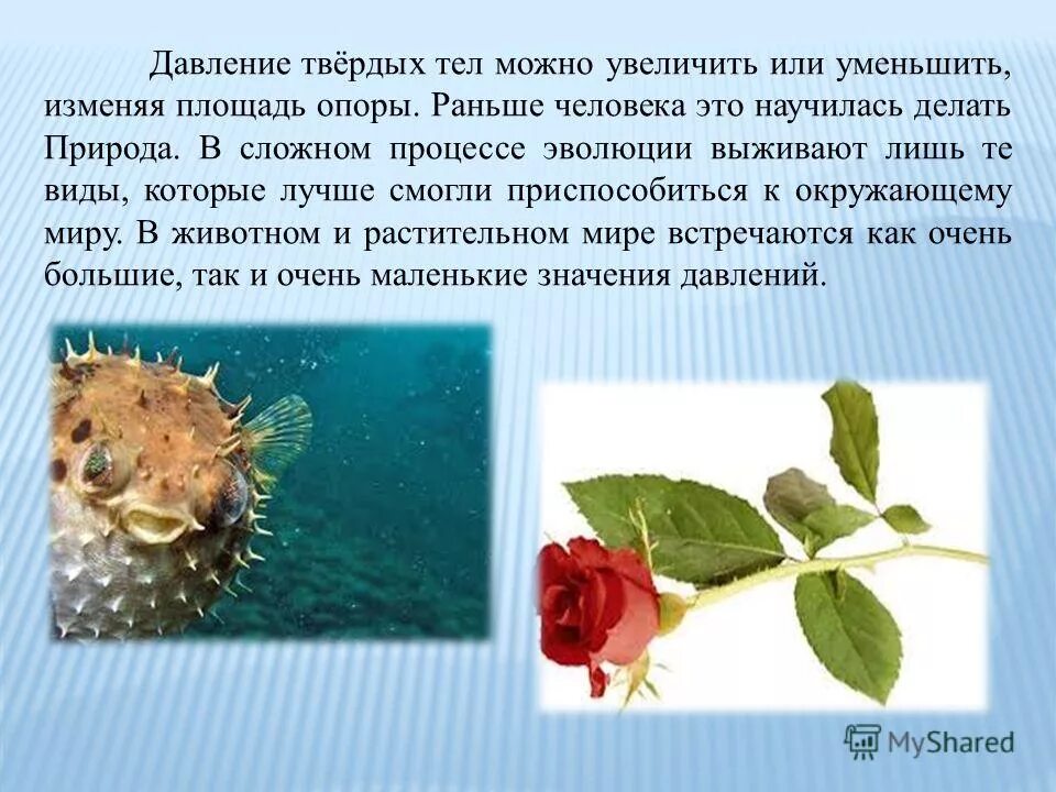 Про уменьшение. Уменьшение давления в природе. роль давления в растительном мире. давление твердых тел в природе. примеры давления в природе.