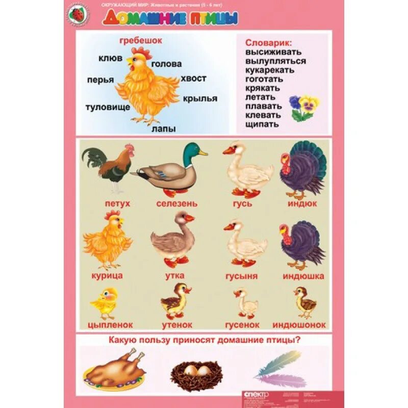 домашние птицы список для детей. календарный план старшая группа перелетные птицы. тематический комплект птичий двор. домашняя птица для детей дошкольного возраста. планирование недели домашние птицы.