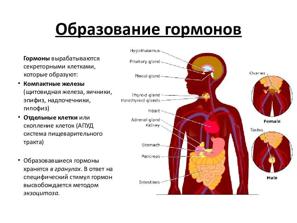 Участвует в выработке адреналина железа. Гормоны. Гормоны человеческого организма. Какие гормоны вырабатывает. Орган отвечающий за гормоны.