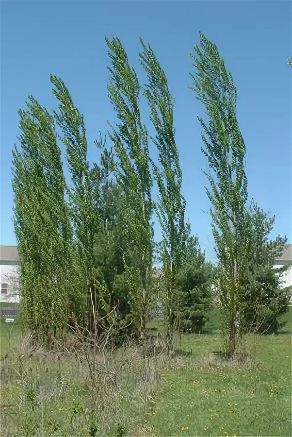 Тополь черный(Populus nigra) семена. Семейство ивовые Тополь. Крона тополя. Тополь пирамидальный без пуха. Гудели черные тополя и хотя