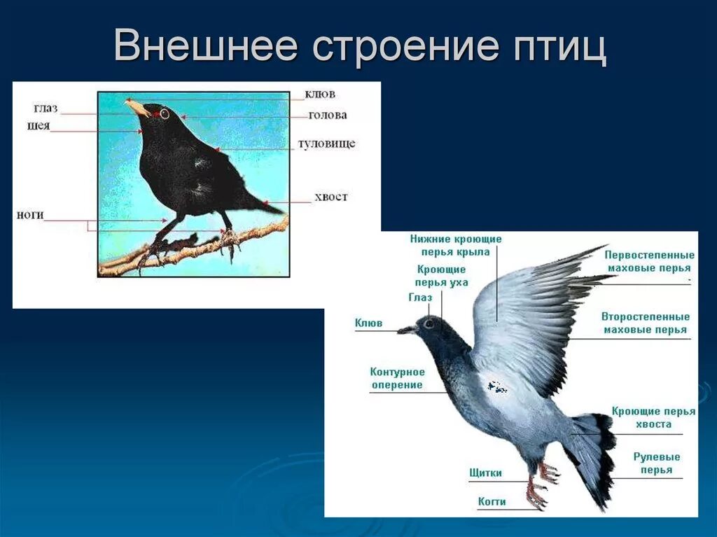 Общая характеристика птиц внешнее строение. Внешнее строение птиц. Схема внешнего строения птицы. Внешнее строение головы птицы.