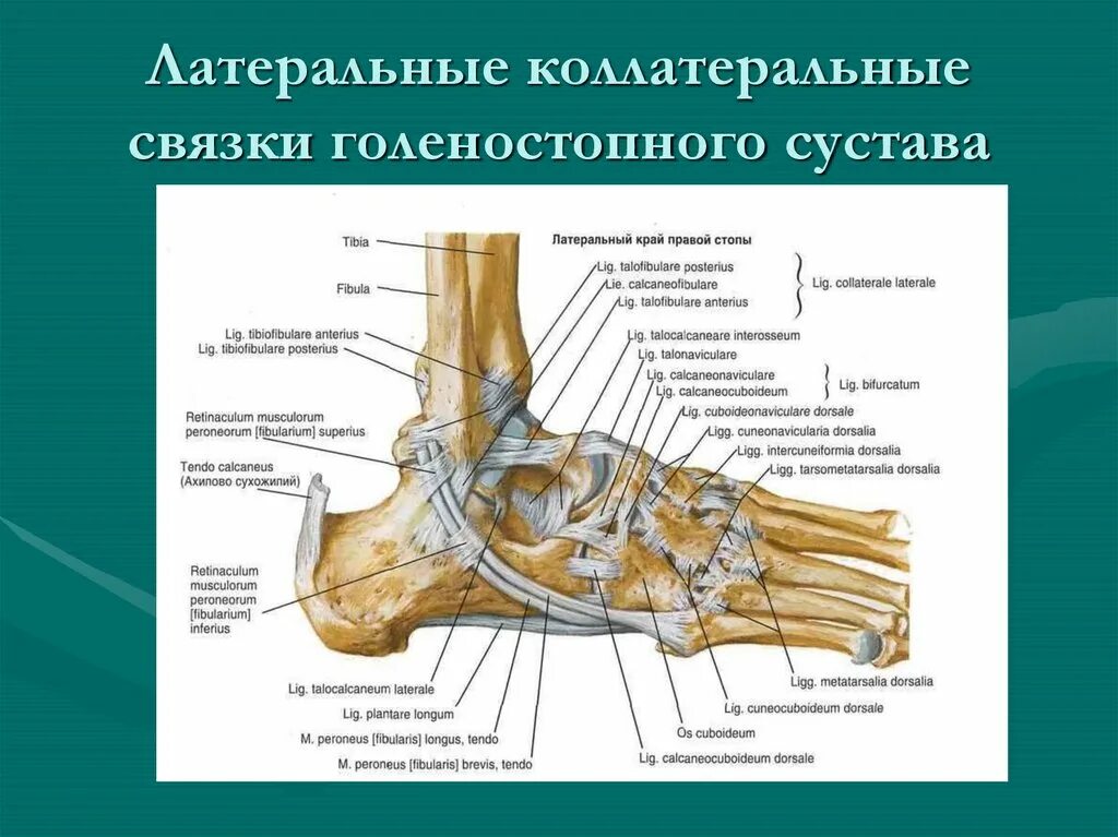 Голеностопный сустав